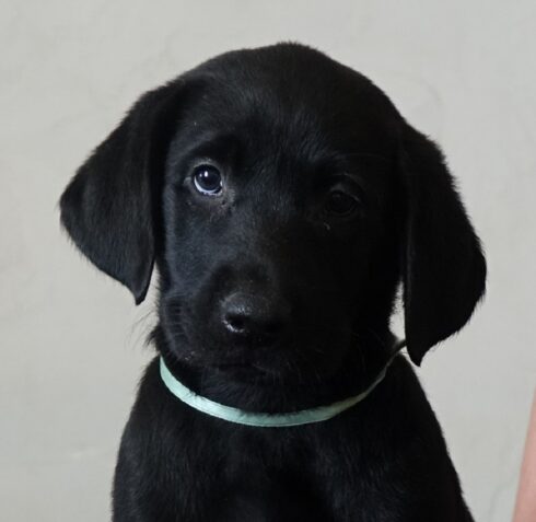 Black Lab puppy named "Gunner"