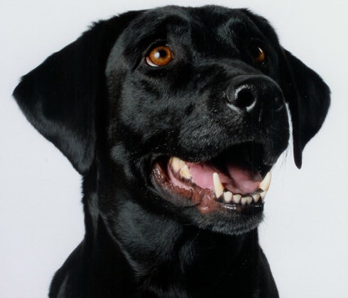 Smiling Labrador Retriever