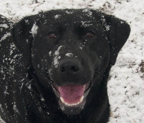 Black Lab in a snow storm