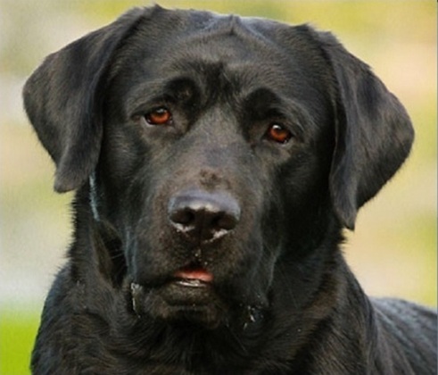 Show-bred black male Lab