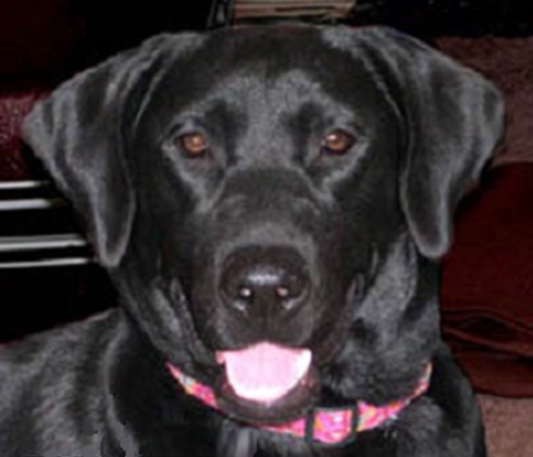 Black Lab with a bright pink collar