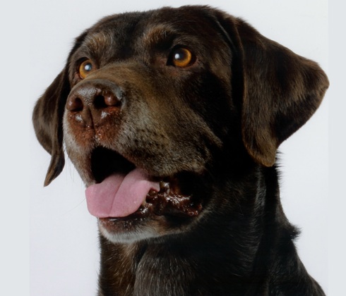 Chocolate Labrador enjoys posing for the photographer