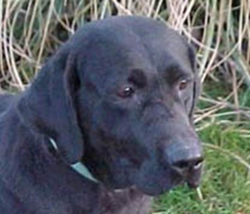 Pretty field-bred black Labrador