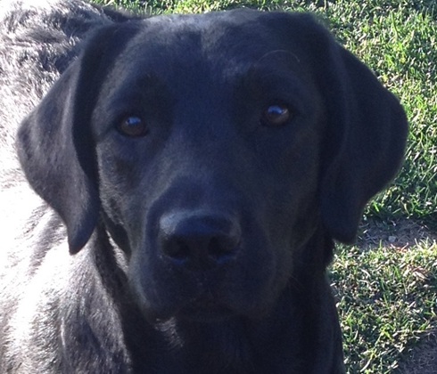 A young black Lab showing her serious face