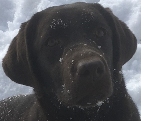 Show-bred chocolate Labrador Retriever