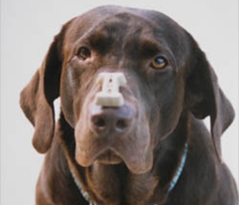 Talented chocolate Lab balances a cookie on his nose