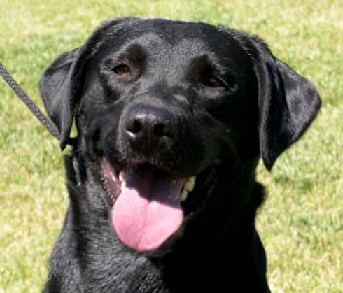 Sweet black Lab with a pink tongue