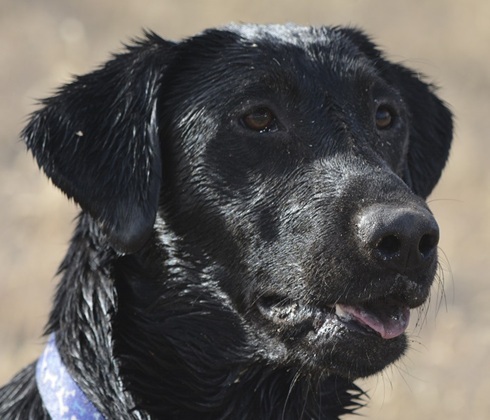 Field-bred Labrador Retriever
