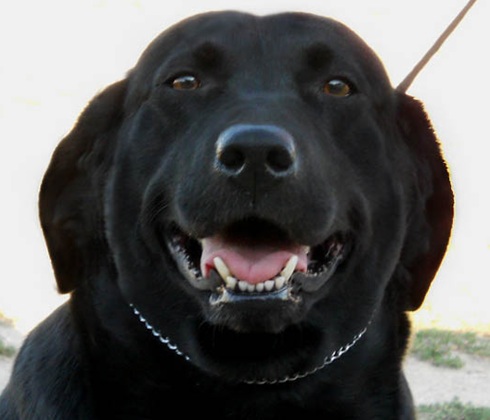 Happy black Lab decided her ears didn't need to be up