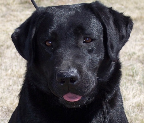 Sweet-faced female Labrador
