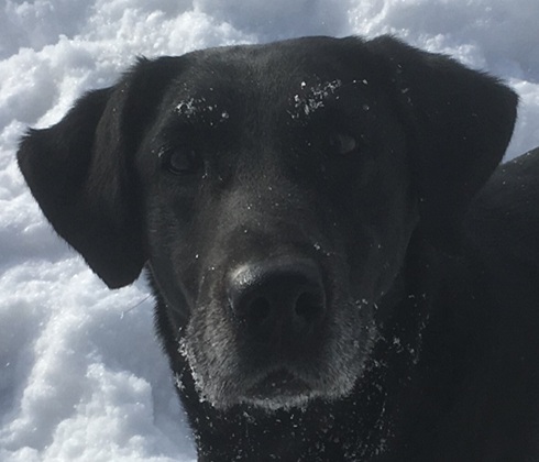 Sweet field-bred black Labrador