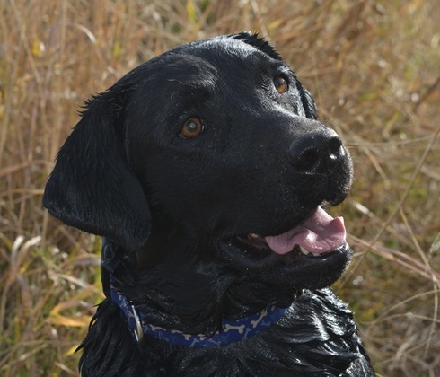 Happy go-lucky black Labrador