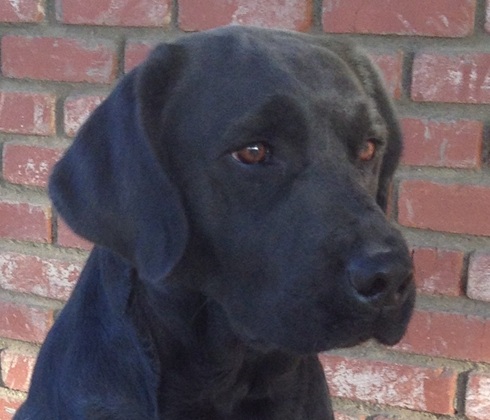 Black Labrador named Tisket