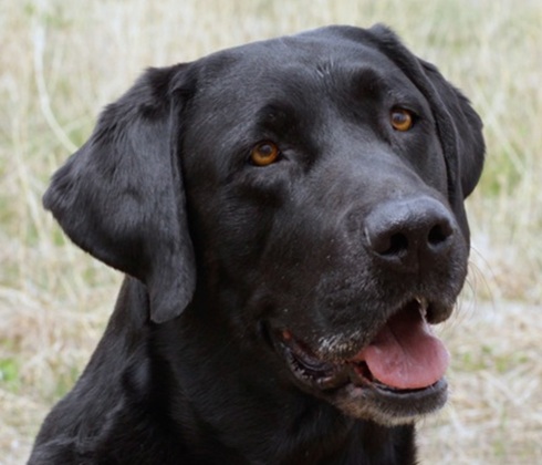 Big black male Labrador with a happy face