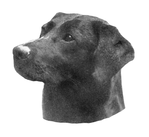 Daniel, a Labrador from one of the original breeders. Daniel was born in 1926.