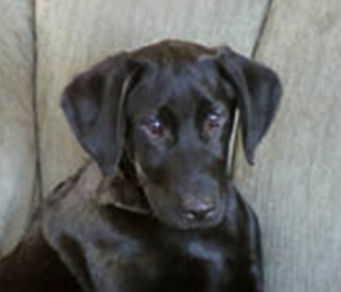 Harley Black Lab puppy sitting attentively on a chair
