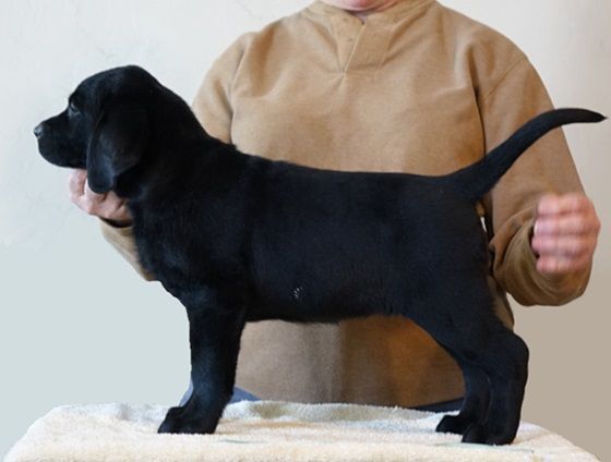 Lab puppy standing on a table while a breeder evaluates structure