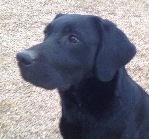 Justamere Super Soaker, aka "Splash", a black female Labrador