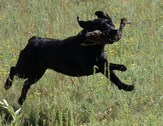 Black Lab retrieving a duck in a grassy field