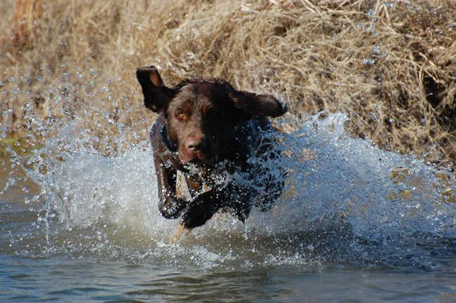 Chocolate Labrador Retriever making a big splash on his way to retrieving a bird