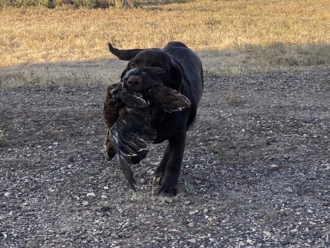 Four month old Lab puppy retrieving a duck