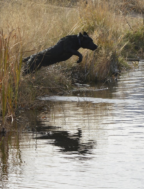 Labs also love swimming! Here's Cosmo launching off a high bank into the water.