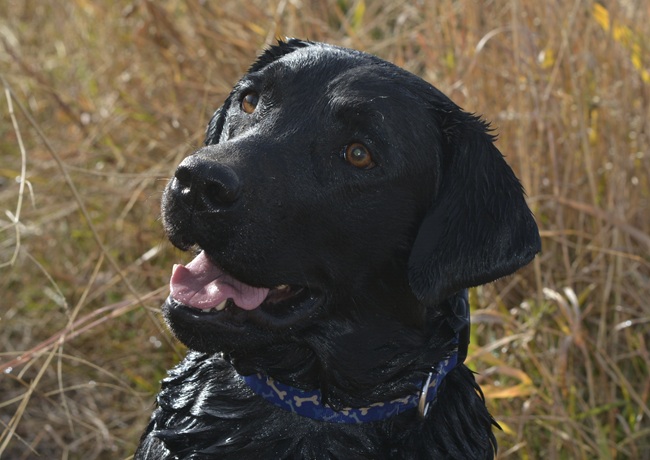 Sweet black Lab smiles for the camera