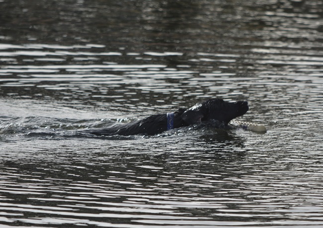 Labrador named "Cosmo" swimming to retrieve her bumper