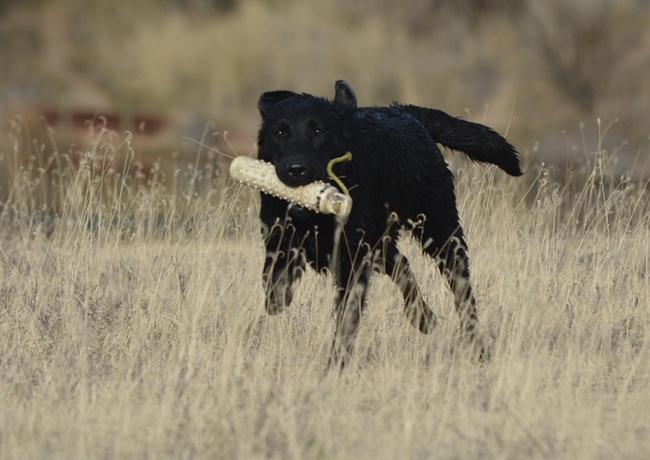 Fast running Labrador retrieiving her training bumper