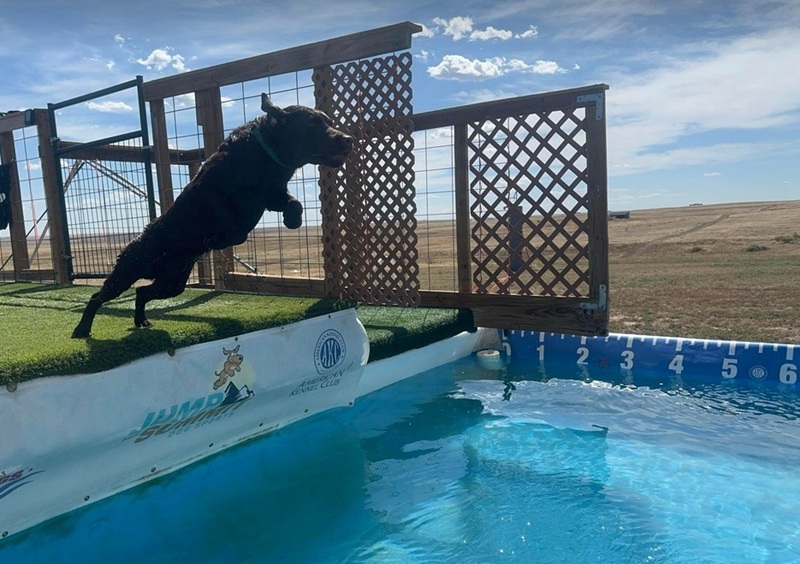 Chocolate Lab learning to jump into the pool as he prepares to compete n Dock Diving