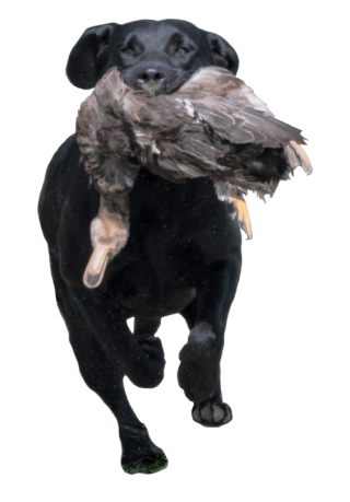 Black Lab retrieving a duck
